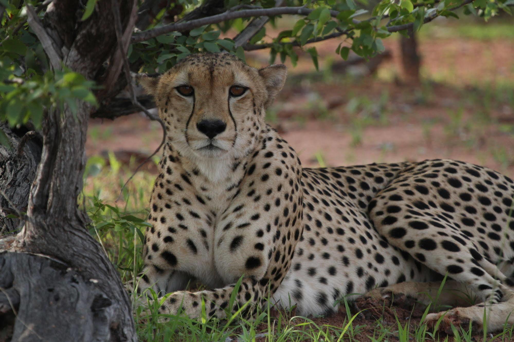 Matusadona National Park Changa Safari Camp מראה חיצוני תמונה